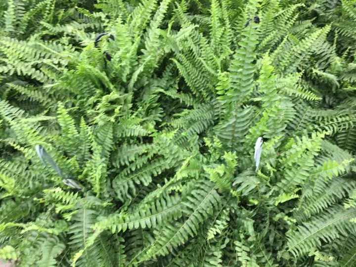Boston Fern - Image 2