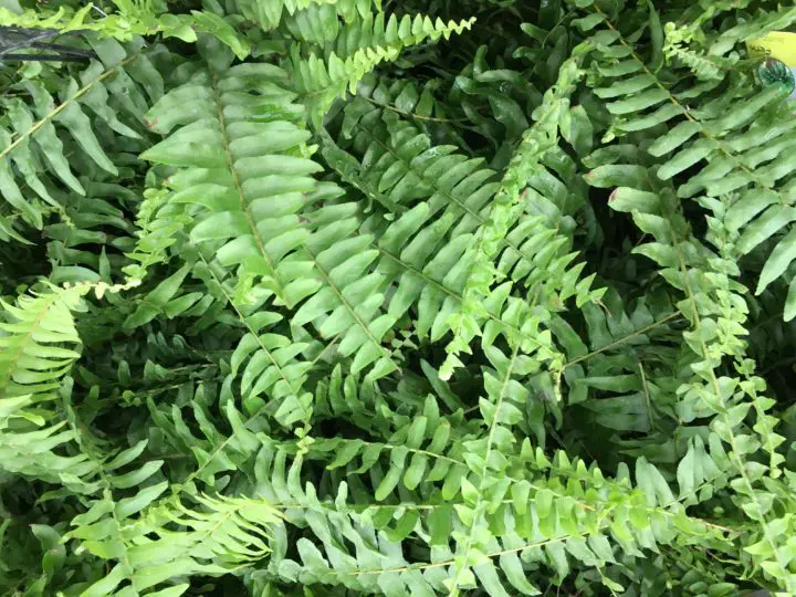 Boston Fern - Image 3