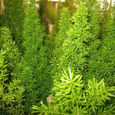 Foxtail Fern