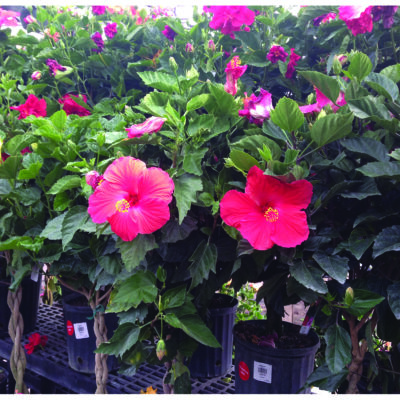 Braided Hibiscus