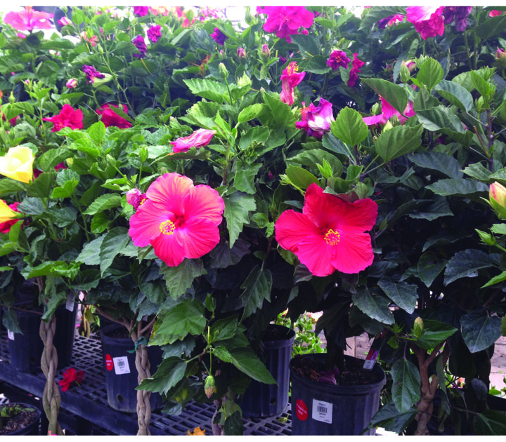 Braided Hibiscus