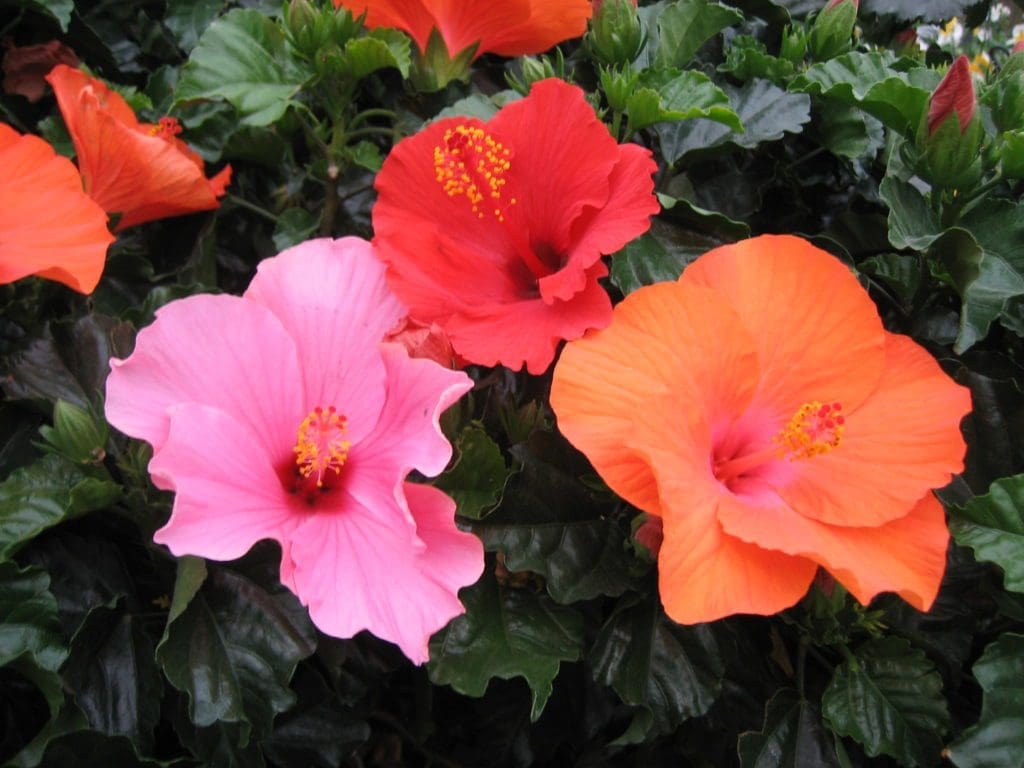Braided Multicolor Hibiscus Pahl's Market Apple Valley, MN