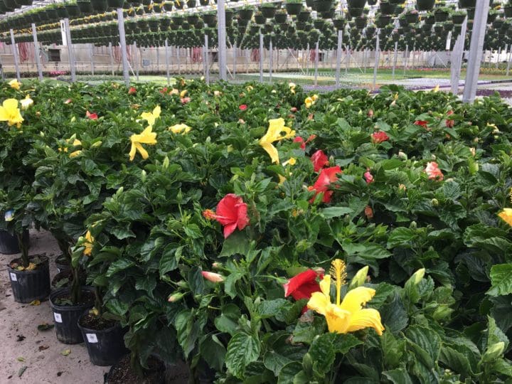 Braided Hibiscus - Image 2
