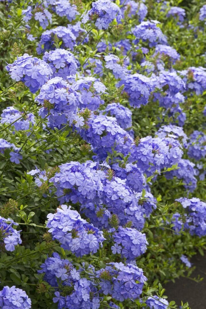 Royal Cape Plumbago