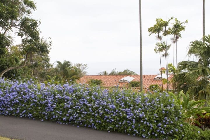 Royal Cape Plumbago - Image 2