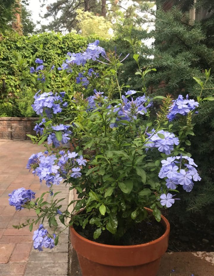 Royal Cape Plumbago - Image 3