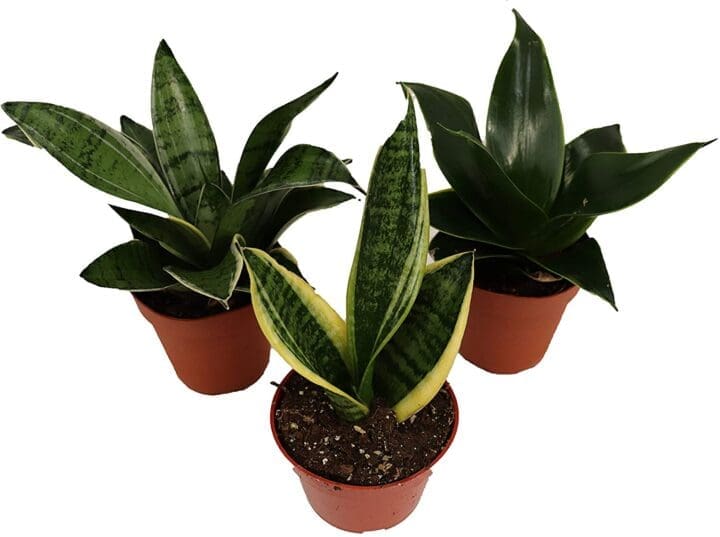 Assorted Snake Plant - Image 3
