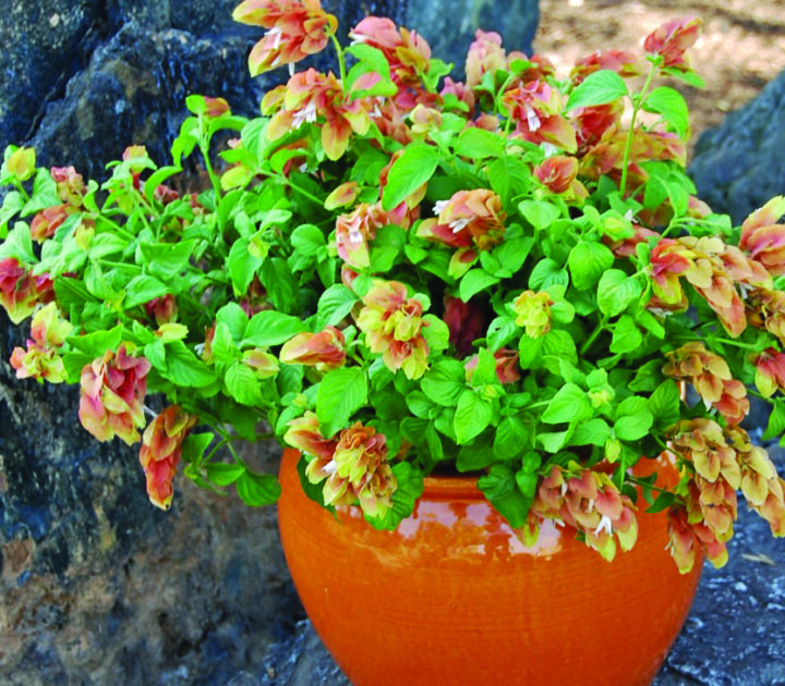 Shrimp Plant - Image 2