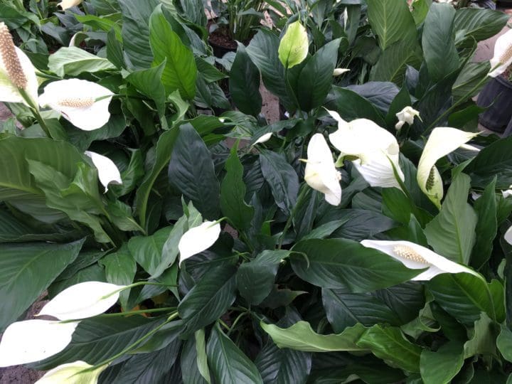 Assorted Peace Lily
