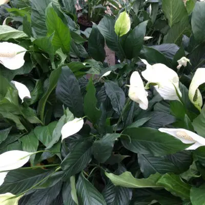Assorted Peace Lily