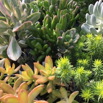 Succulent Assorted