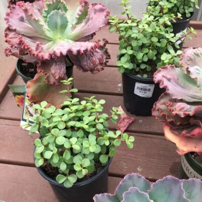 Succulent Mixed