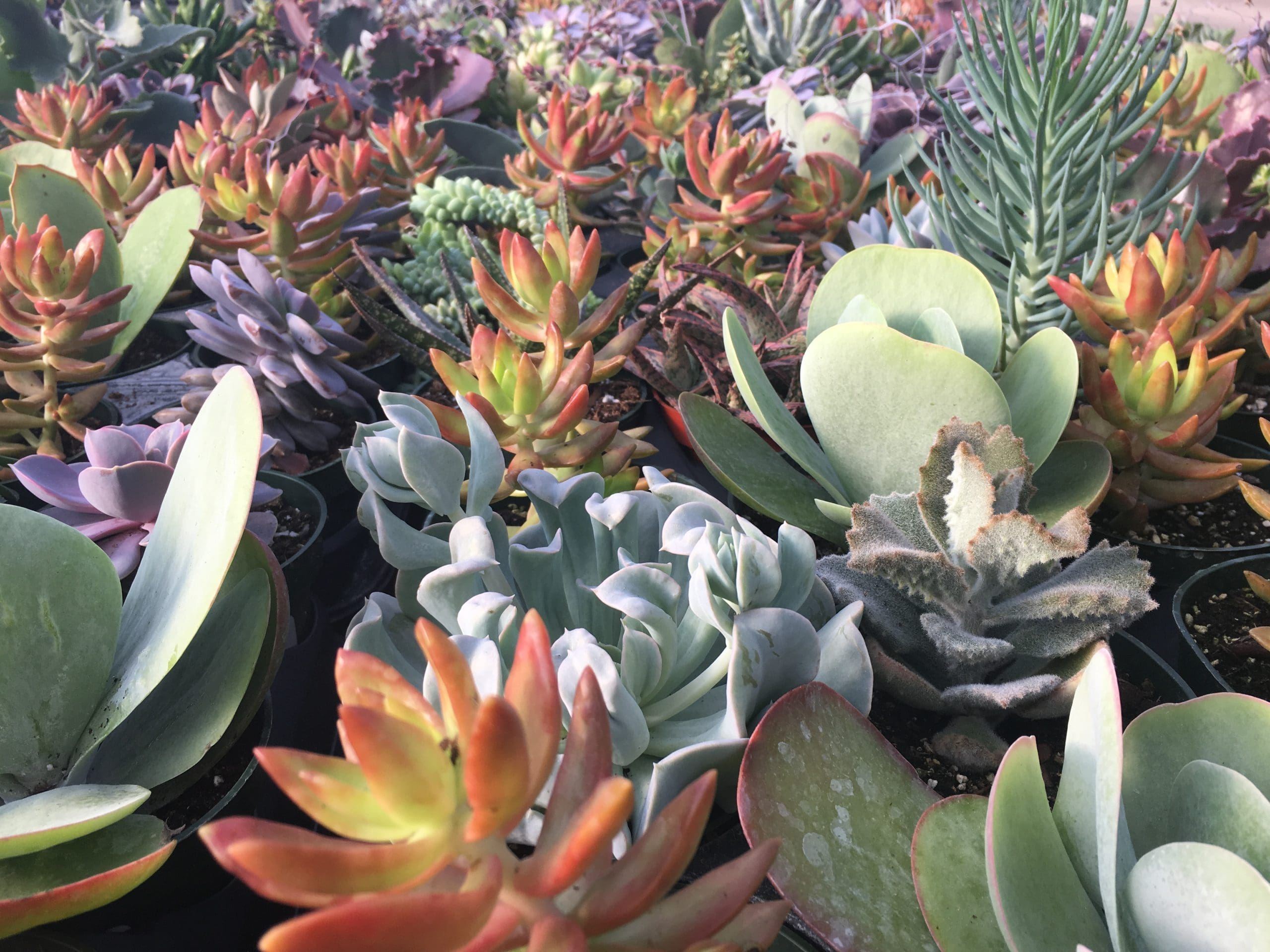 Succulent Mixed - Image 2