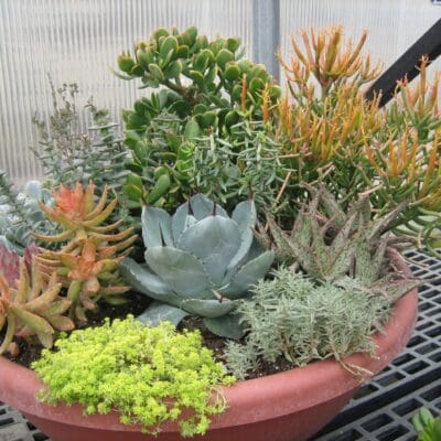 Succulent Mixed