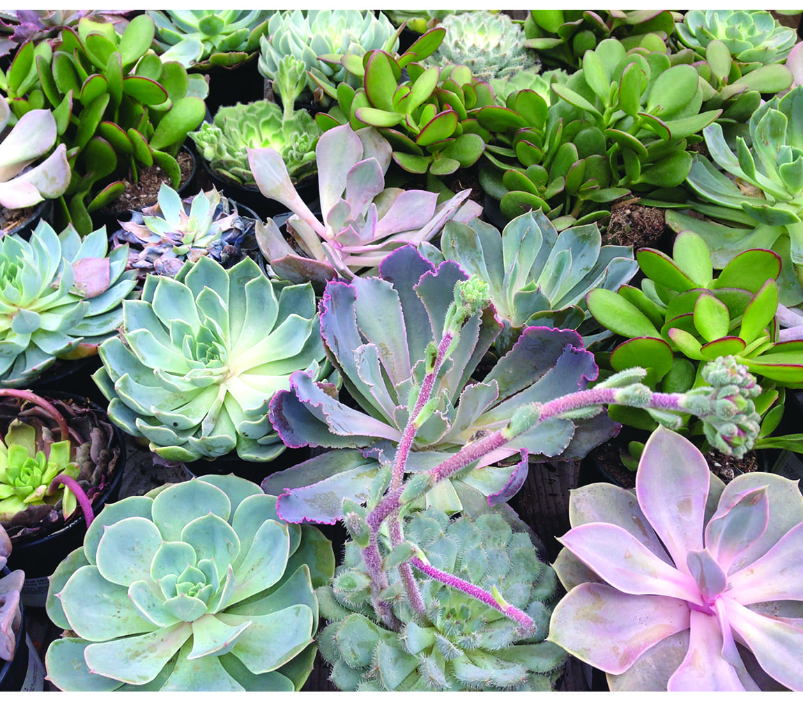 Succulent Mixed - Image 3