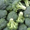 Broccoli Lieutenat
