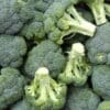 Broccoli Lieutenat (Sun)