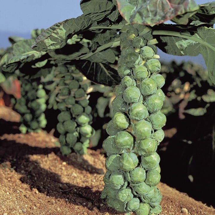 Jade Cross Brussel Sprout