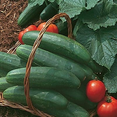 Bush Champion Cucumber