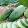 Cucumber Homemade Pickles Pickling (Sun)