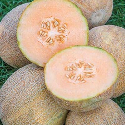 Ambrosia Melon