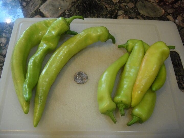 Pepper Sweet Banana (Sweet) (Sun) - Image 3