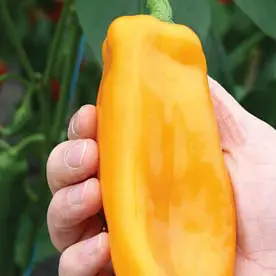 Big Daddy Hybrid Pepper (Sweet)