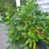 Pepper Costa Rican Sweet Hybrid (Sweet) (Sun) - Image 2