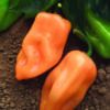 Pepper Habenero (Hot)  (Sun)