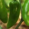 Pepper Jalapeno Gigante (Hot) (Sun)