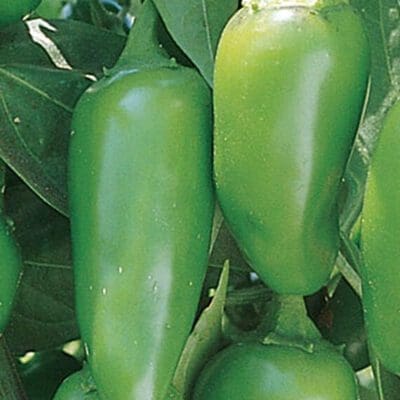 Vegetable_Pepper Jalepeno Gigante3