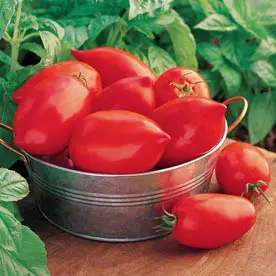Big Mama Hybrid Tomato (Pasta & Saladette)