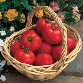 Early Girl Tomato (Slicer)