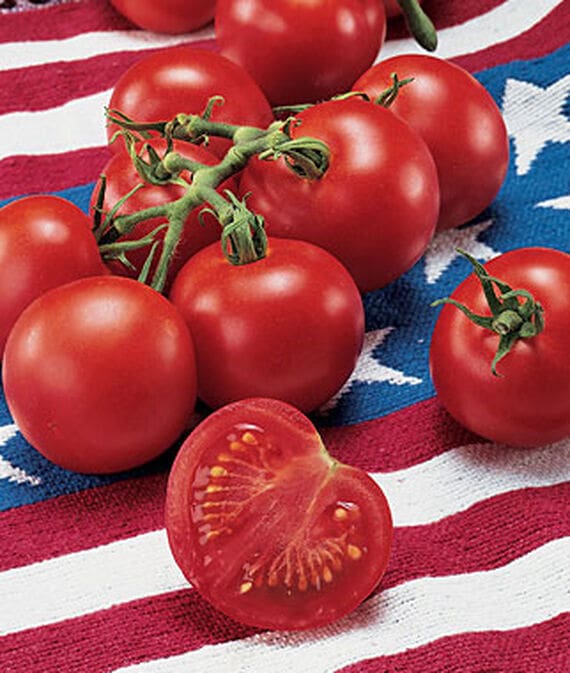 Fourth of July Tomato (Slicer)