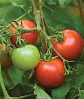 Fourth of July Tomato (Slicer) - Pahl's Market - Apple Valley, MN