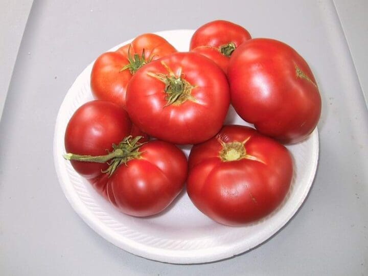 Patio Tomato (Slicer)