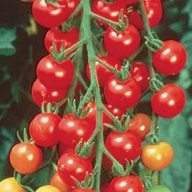 Sweet 100 Tomato (Small-Fruited)