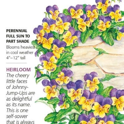 Viola Johnny Jump Up Botanical