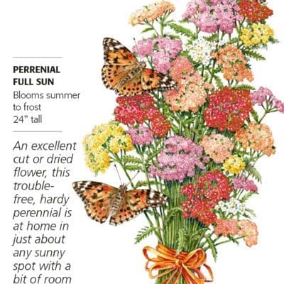 Yarrow Colorado Blend Botanical