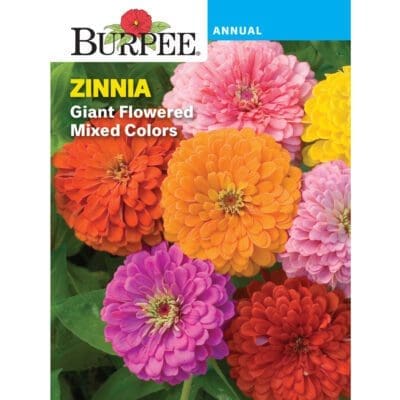 Zinnia Giant Flowered Mixed Colors Burpee