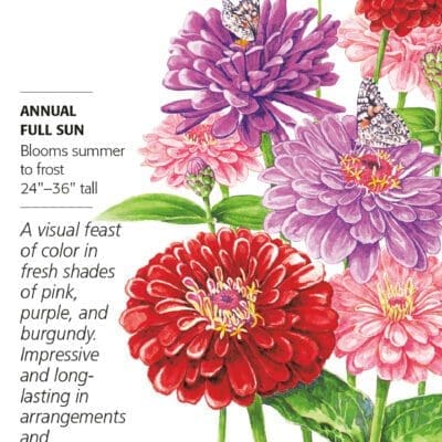 Zinnia Northern Lights Blend Botanical