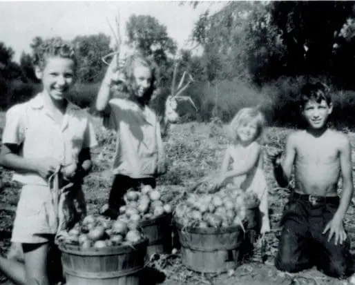 Marilyn, Yvonne, Jeanie and Jose picking onions