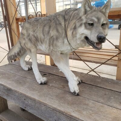 Walking Wolf 31.5"