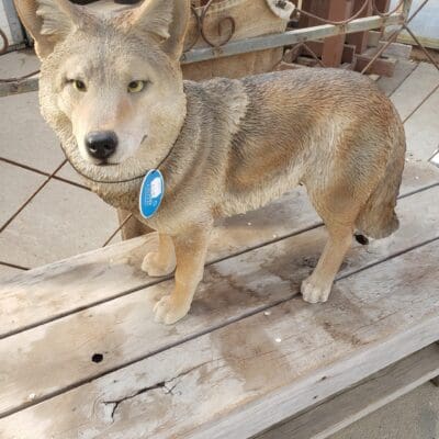 L. Coyote 24"