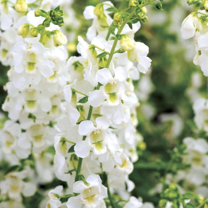 Archangel White Angelonia