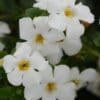 MegaCopa White Bacopa (Sutera)
Color Code: White
BFP 2017, #14338
Bloom/Pot On Sweep, Vegetative
05.15 Arroyo Grande, Mark Widhalm
MegacopaWhite02_02.JPG
BAC15-19345.JPG