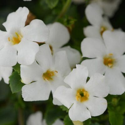 Megacopa White Bacopa 10" Hanging Basket - Pahl’s Market - Apple Valley, MN