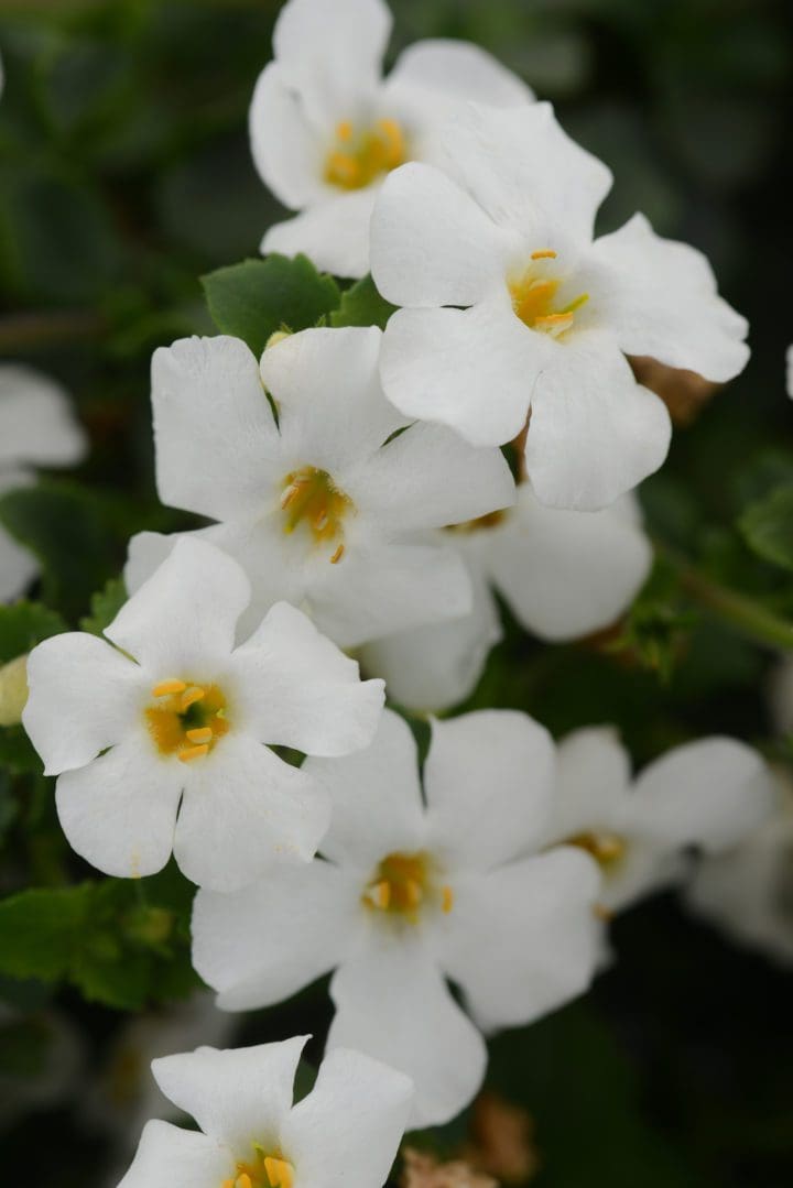 Bacopa Scopia Gulliver White (Sun)