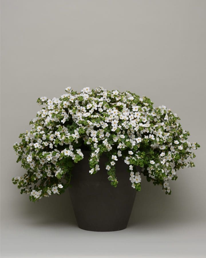 Bacopa Scopia Gulliver White (Sun) - Image 2