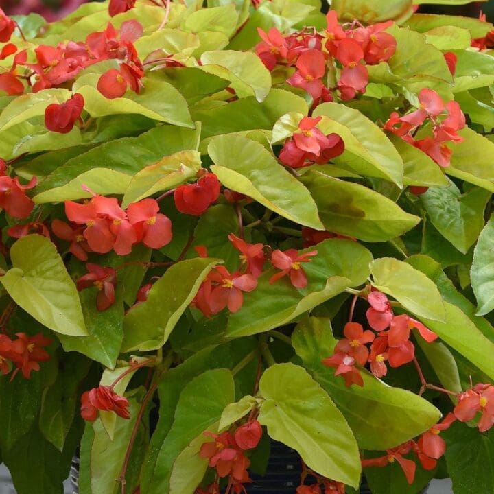 Canary Wings Begonia